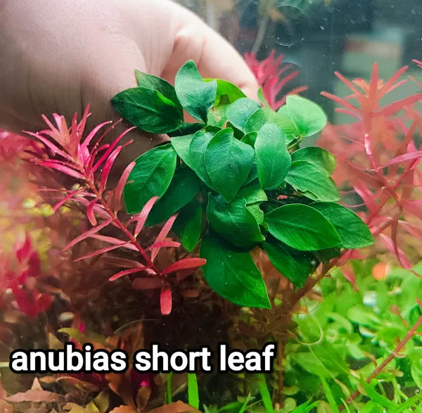 Anubias Short leaf