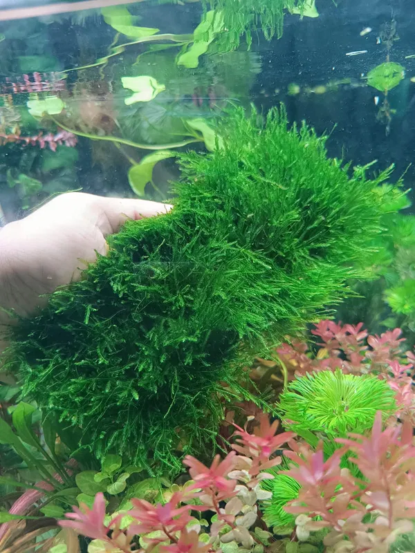 Java moss pad 8/8 or 20/8 cm