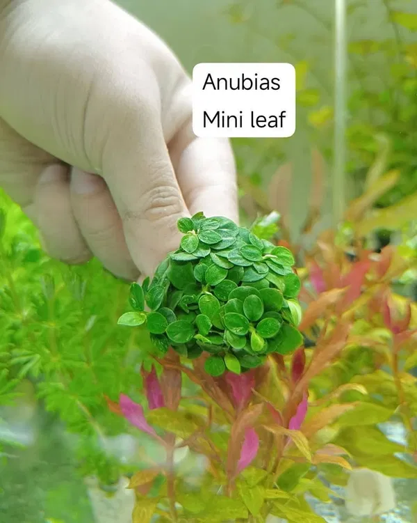 Anubias mini leaf