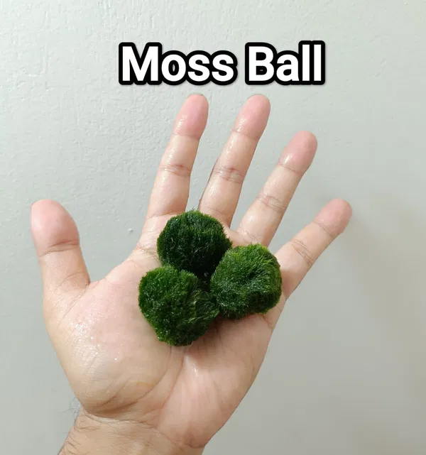 Moss ball 1 piece large size