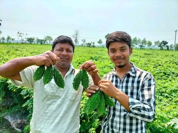 হাইব্রিড করলা-জাগরণী