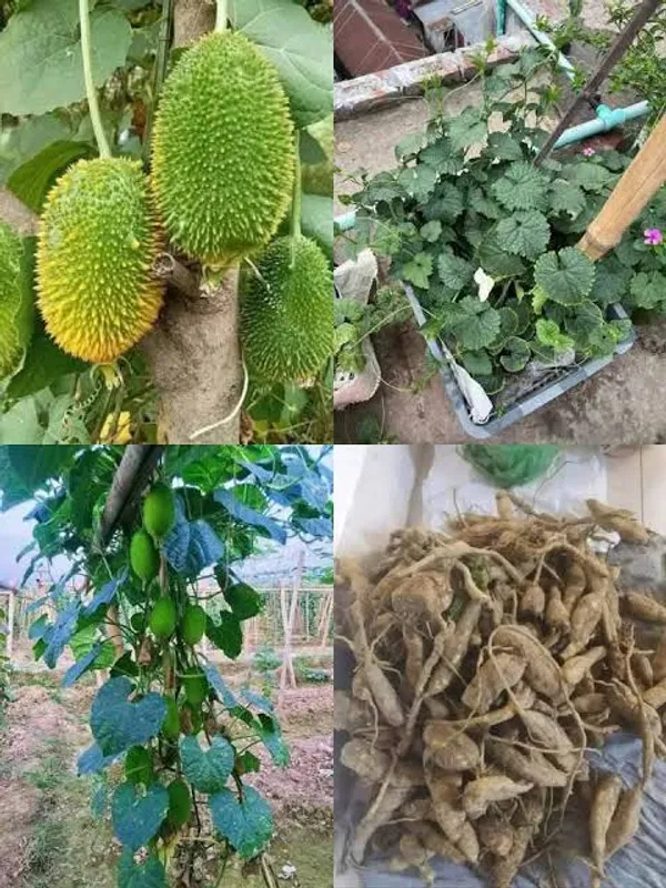সেরা জাতের পাহাড়ি কাকরোল কন্দ।