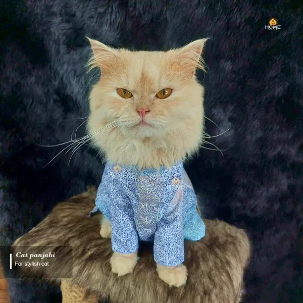 3.5 kg cat panjabi