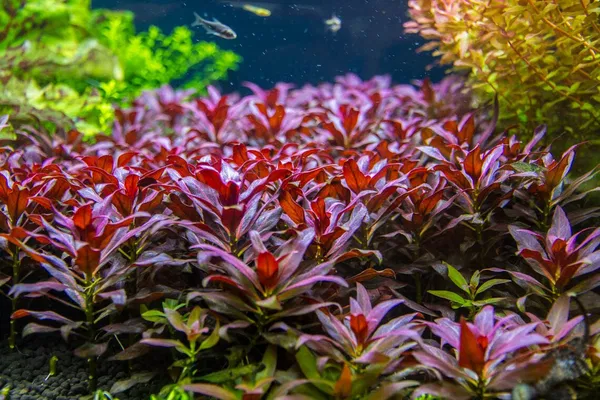 L.peruensis  (10 pis)