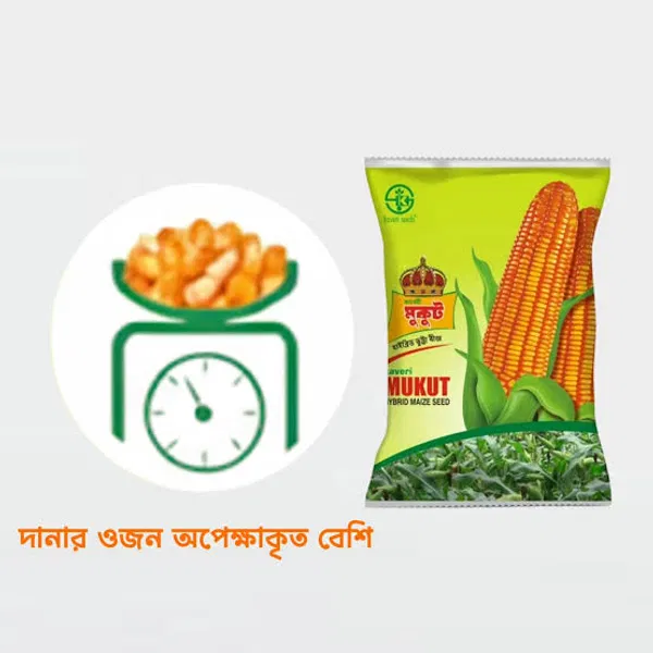 হাইব্রিড ভুট্টার বীজ মুকুট   । Hybrid corn seed   Mukut