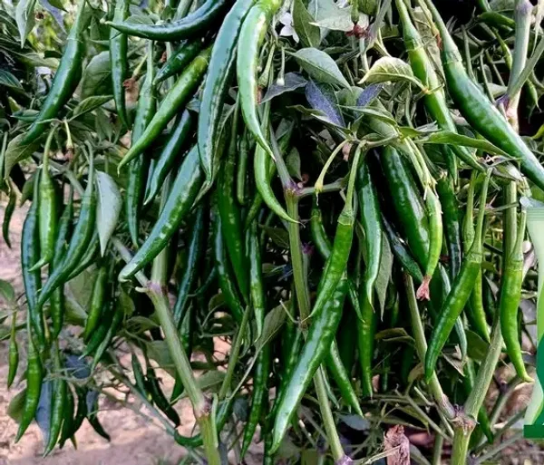 অত্যাধিক ফলন সম্পন্ন হাইব্রিড মরিচের বীজ ছাদ বাগানি অথবা বাগানিদের জন্য।