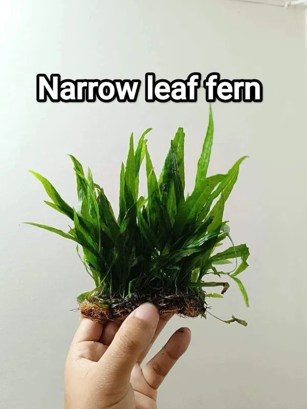 java fern ( narrow leaf)