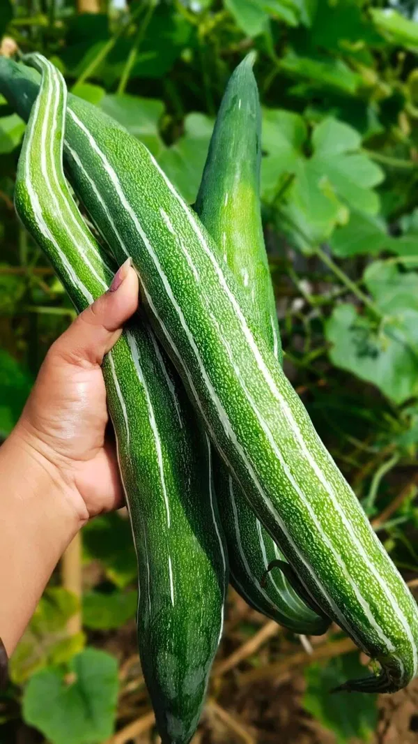 হাইব্রিড ভ্যারাইটির চিচিঙ্গা বীজ । Hybrid Snake Gourd (Chichinga) seeds.