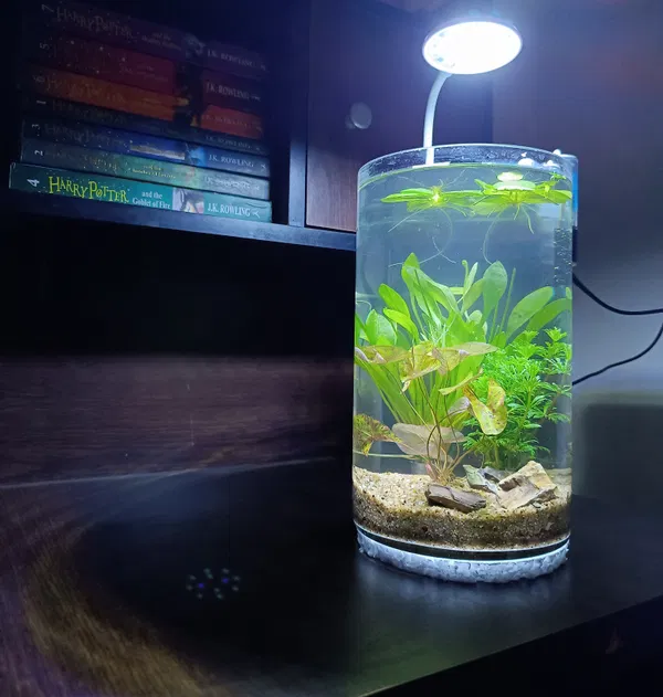 Planted jar (full setup)