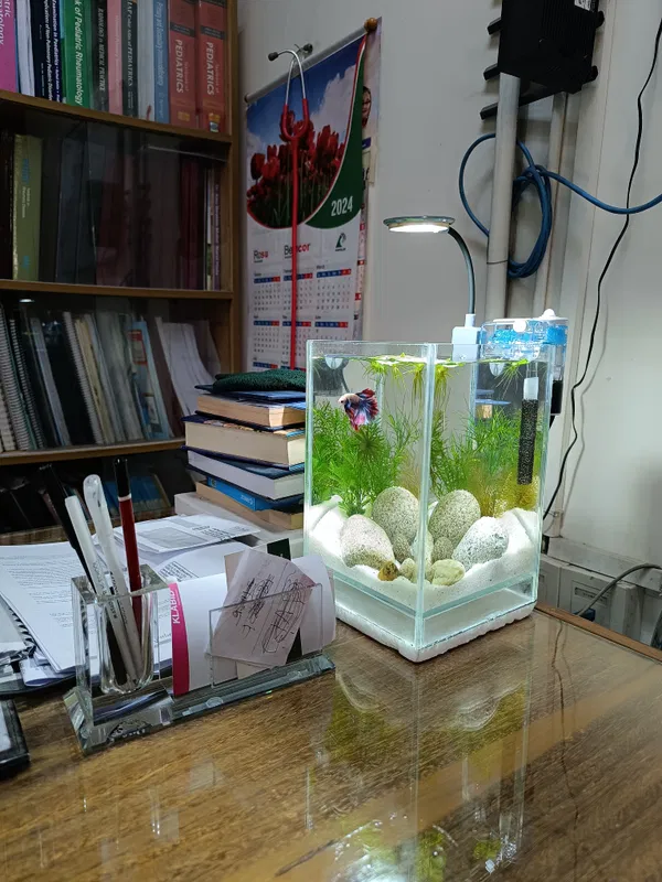 6/6/9 inch full cristal planted tank