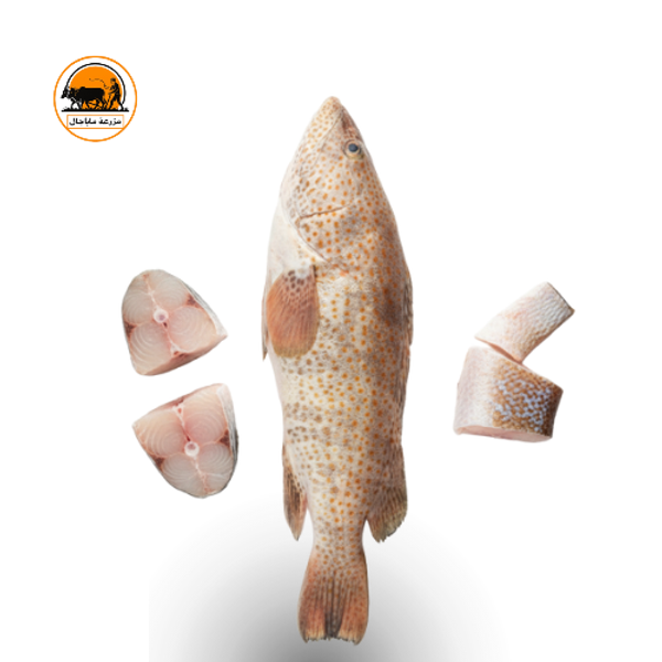 Fresh Organic Hamour Fish – Whole or Sliced (Premium Quality)