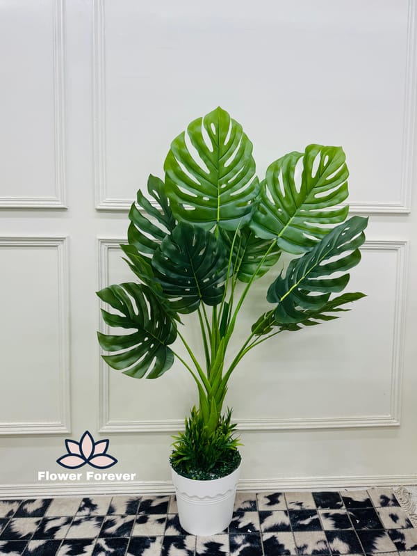 Monstera Plant with Pot (buy 2 at the price of 4400bdt)