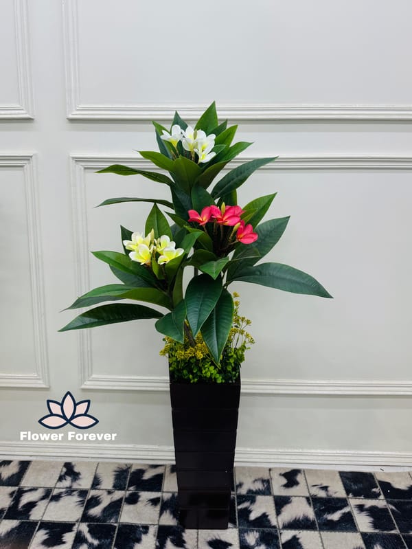 Kathgolap (Frangipani) Flower Plant with Pot (buy 2 at the price of 4400bdt)