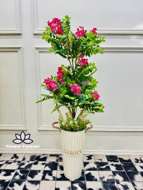 Classia Flower Plant with Pot (buy 2 at the price of 4400bdt)