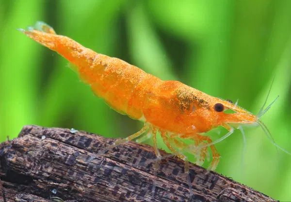 Orange shrimp ( 5 pair)
