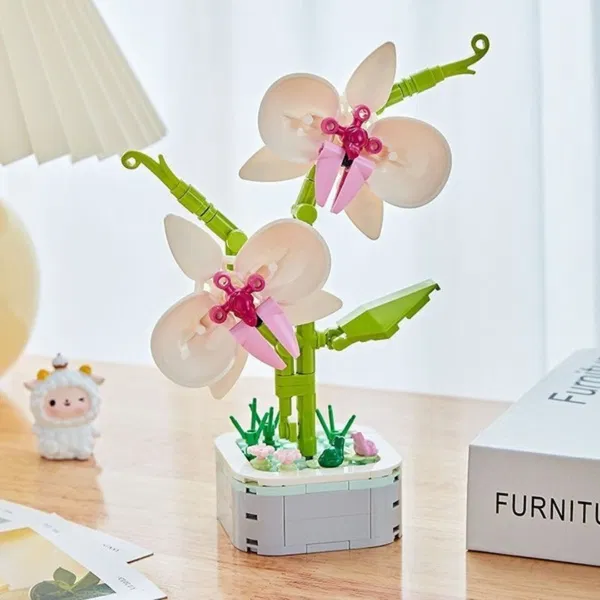 Phalaenopsis Potted