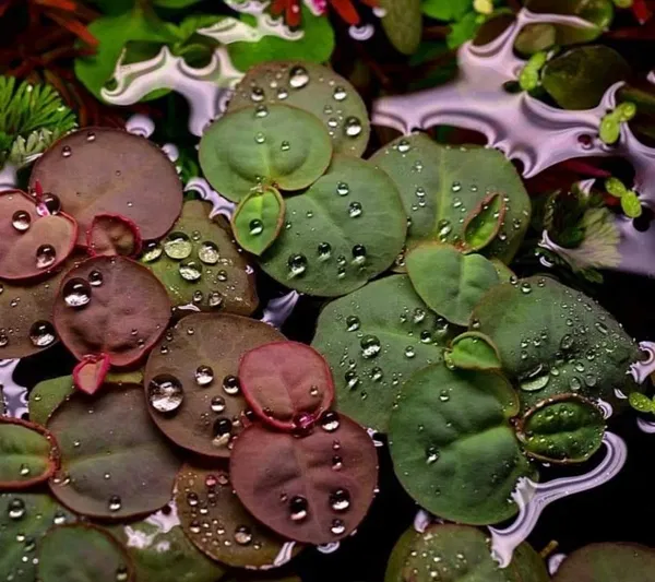Red root floaters (10 piece)