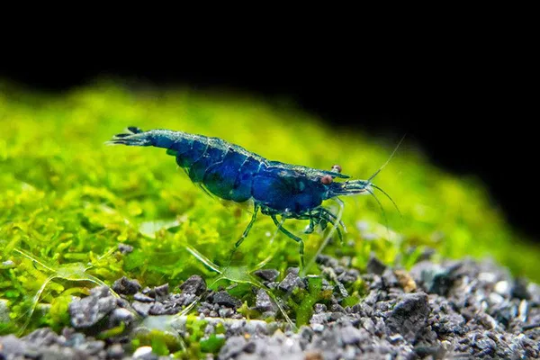 Blue shrimp (5 pair)