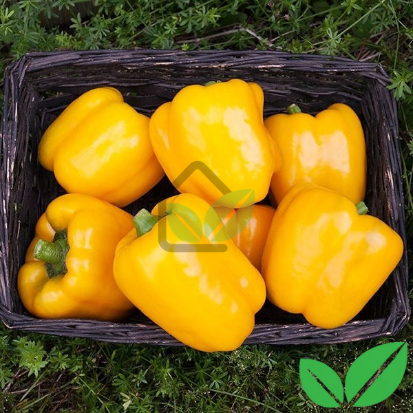 হলুদ ক্যাপসিকাম / Capsicum Yellow F1 Hybrid Seeds