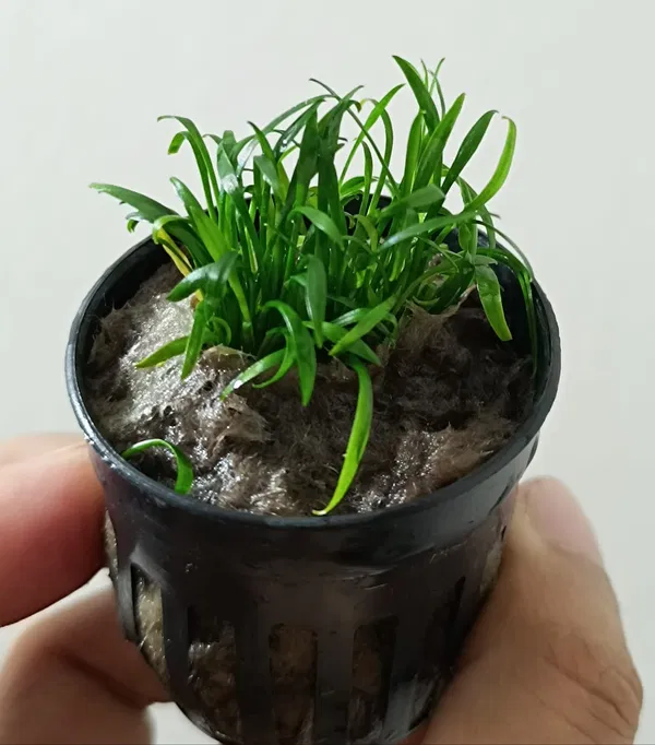 cryptocoryne parva mini