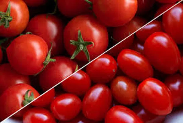 চেরি টমেটো বীজ / Cherry tomato seeds
