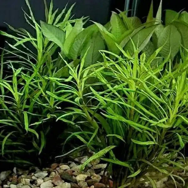 Pogostemon Stellatus "Octopus"