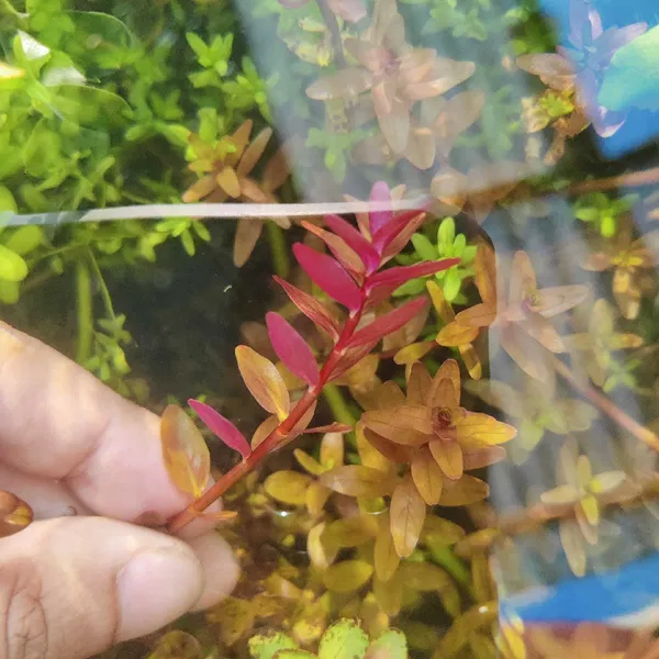 Rotala pink
