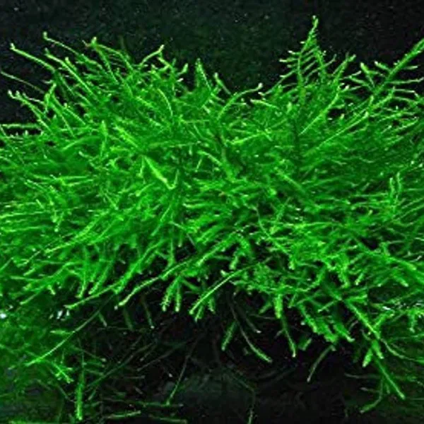 java moss