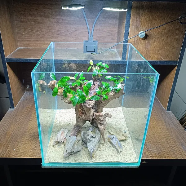 anubias planted tank ( full setup)