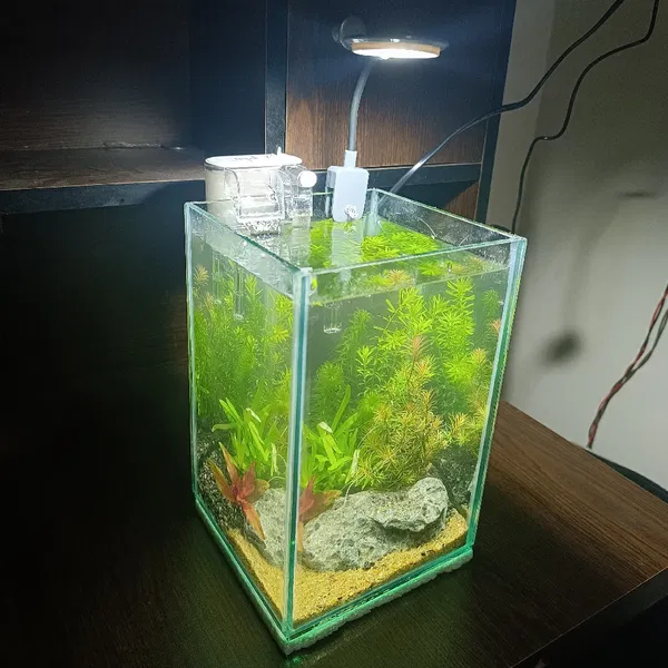 Mini desktop planted tank