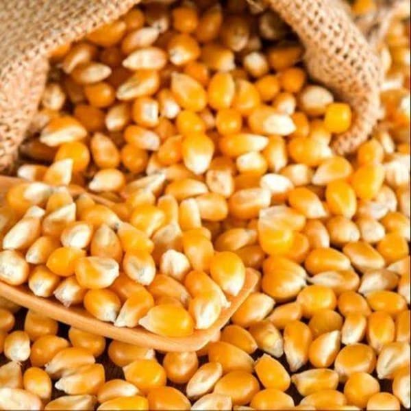 ভূট্টার বীজ Corn seeds