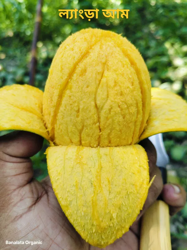 ল্যাংড়া