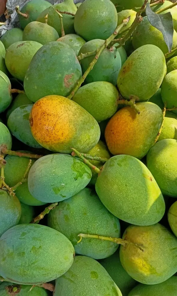 হিমসাগর