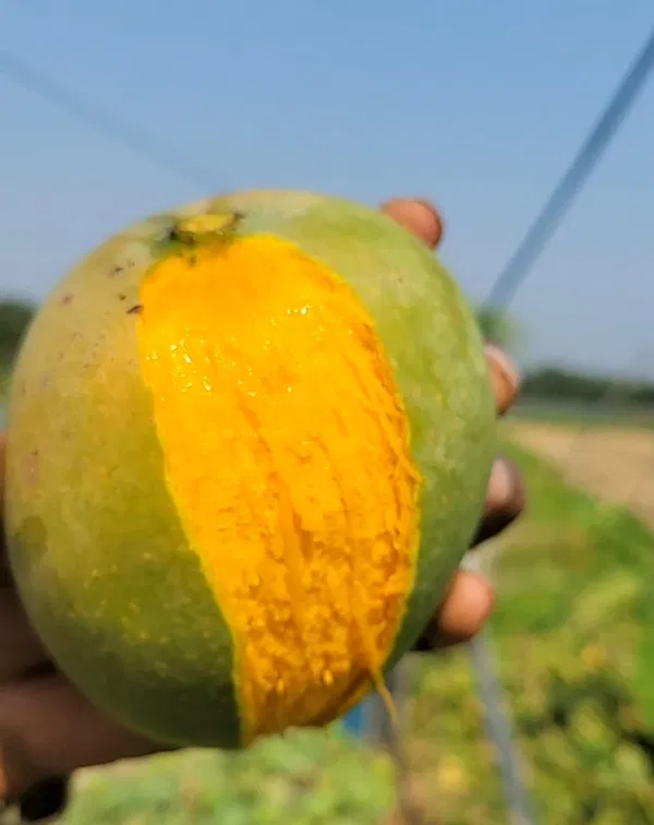 গোপালভোগ