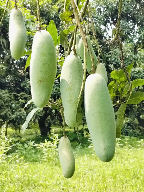 Mango (আম)