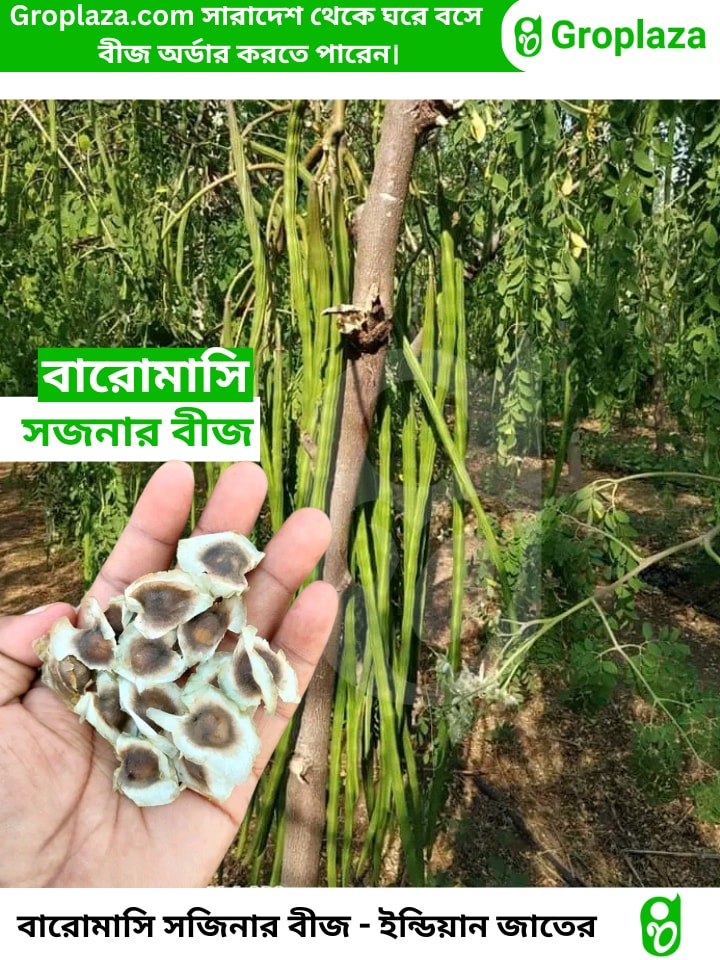 বারোমাসি ODC-3 সজিনা বীজ । Baromasi ODC-3 Sojina seeds. | Groplaza