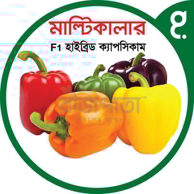 মাল্টিকালার এফ১ হাইব্রিড ক্যাপসিকাম বীজ। Multicolor F1 Hybrid Capsicum Seeds_img_0