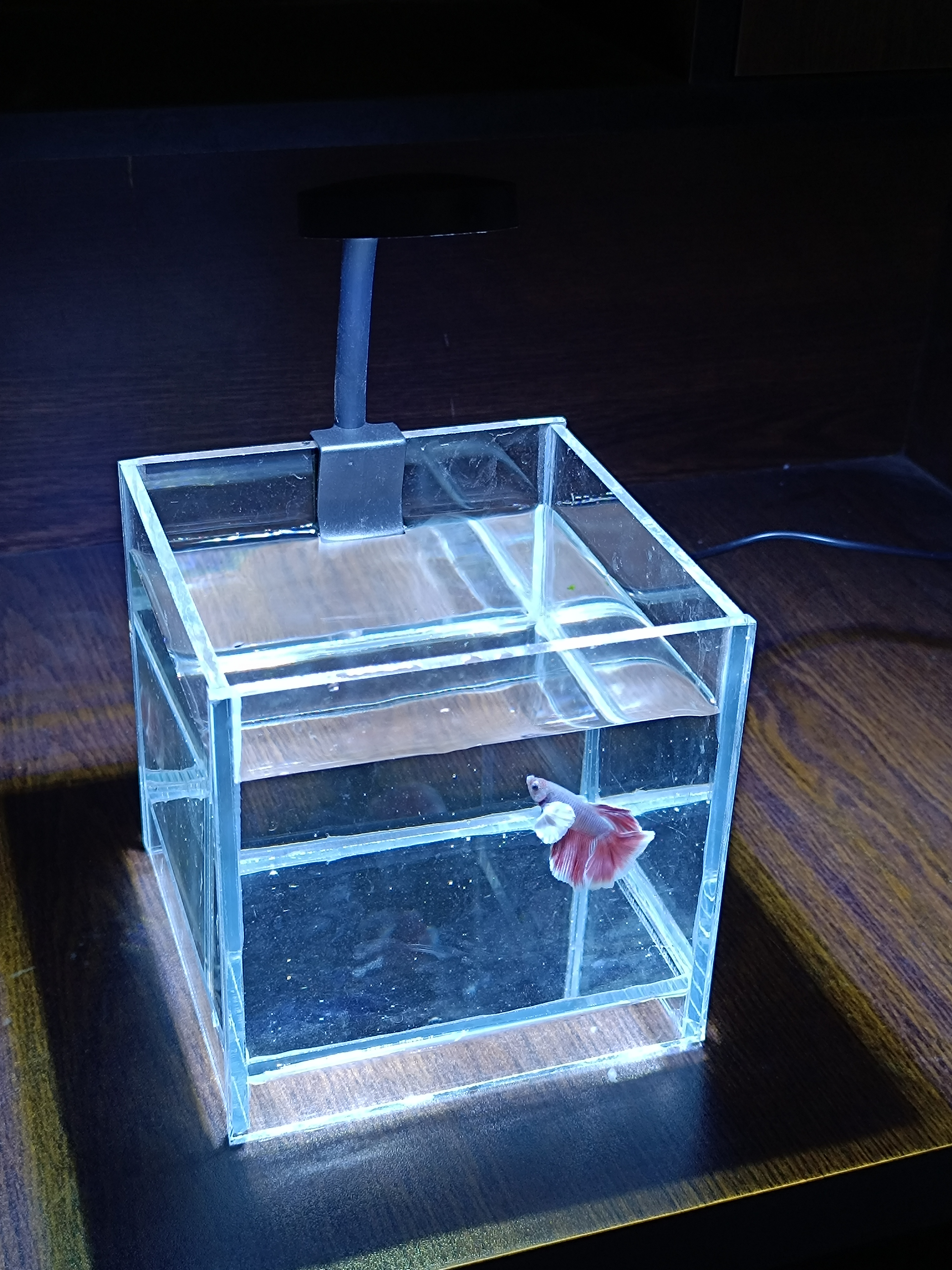 6 inch cube Betta setup ( cristal glass)