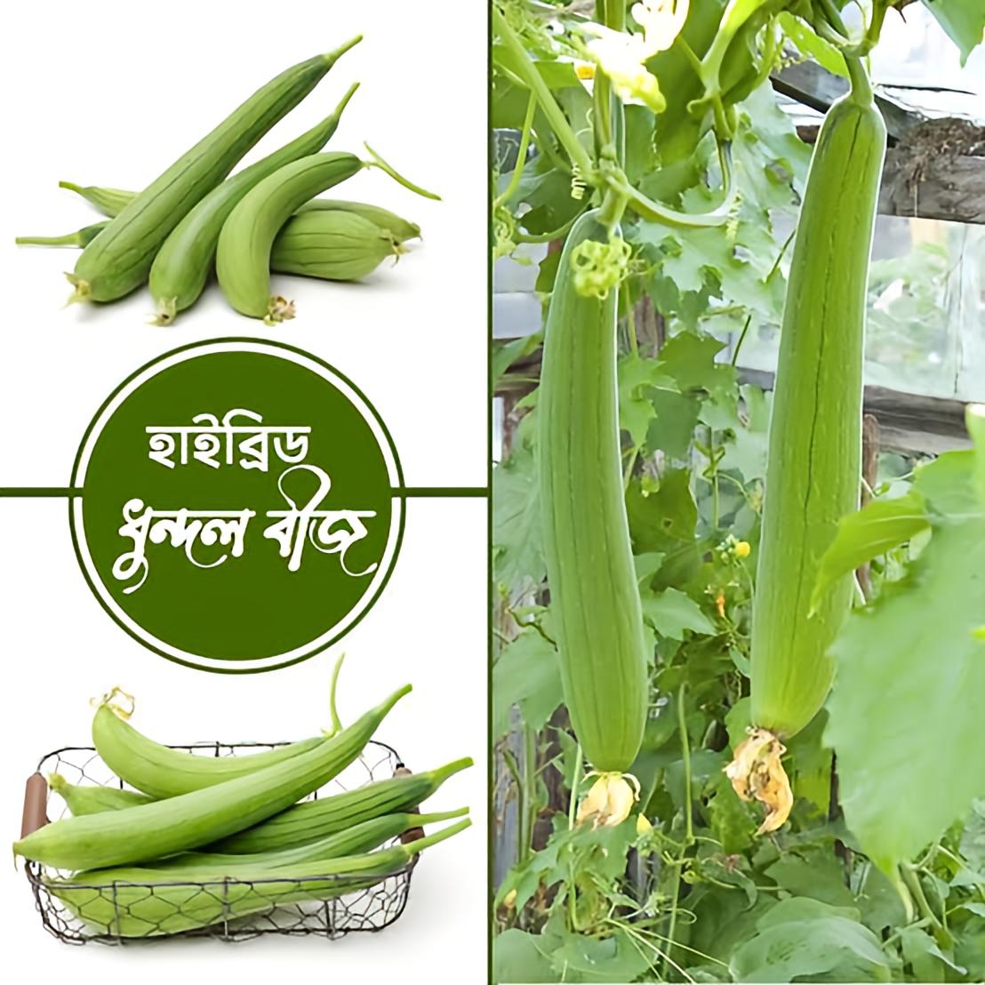 হাইব্রিড ধুন্দুল বীজ / Sponge Gourd F1 Hybrid Seeds_img_0