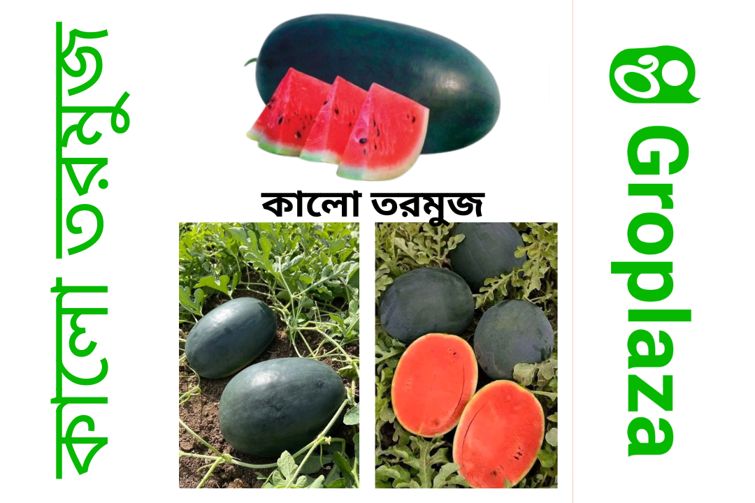 হাইব্রিড জাতের কালো তরমুজ বীজ । F1 Hybrid black watermelon seeds_img_0