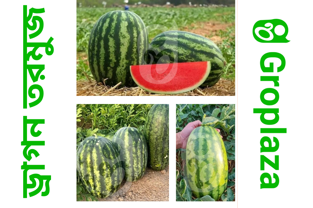 হাইব্রিড জাতের ড্রাগন তরমুজ বীজ । F1 Hybrid dragon watermelon seeds