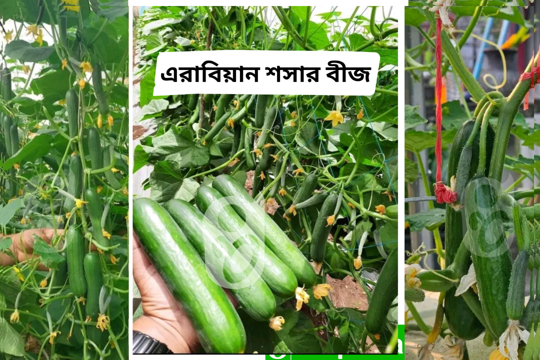 হাইব্রিড জাতের জাপানি টাইপ এরাবিয়ান শসা । F1 Hybrid japani type Arabian cucumber seeds_img_0