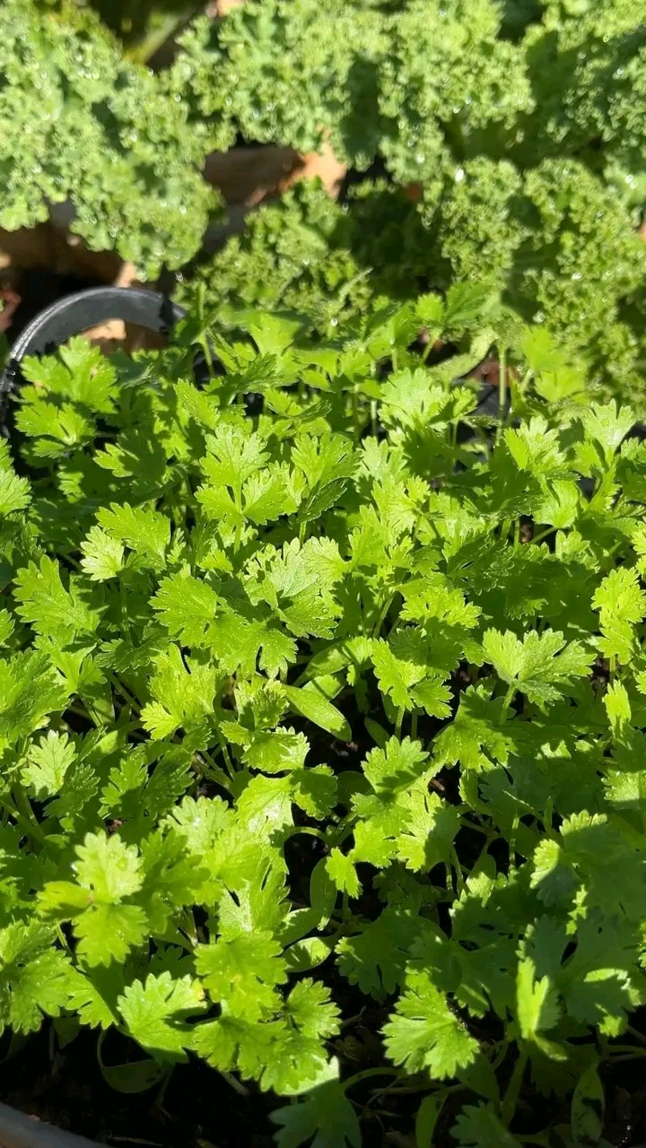 ধনিয়া বীজ / Coriander Seeds_img_0