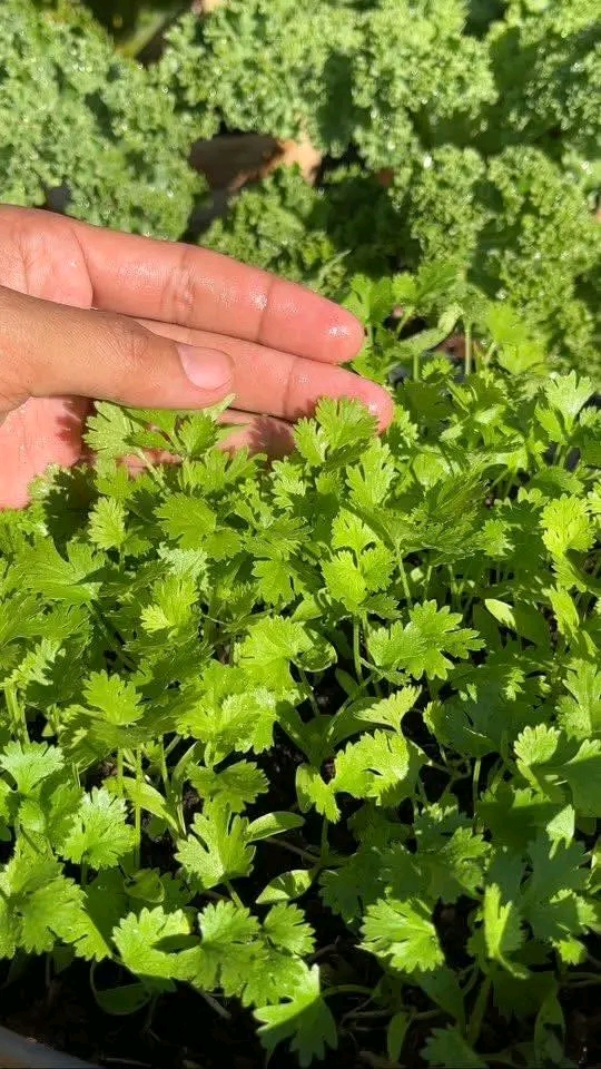 ধনিয়া বীজ / Coriander Seeds_img_1