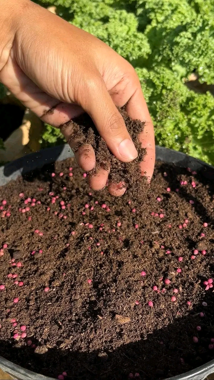 ধনিয়া বীজ / Coriander Seeds_img_2