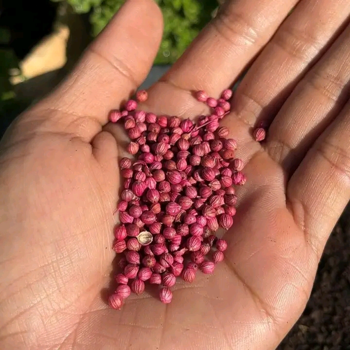 ধনিয়া বীজ / Coriander Seeds_img_3