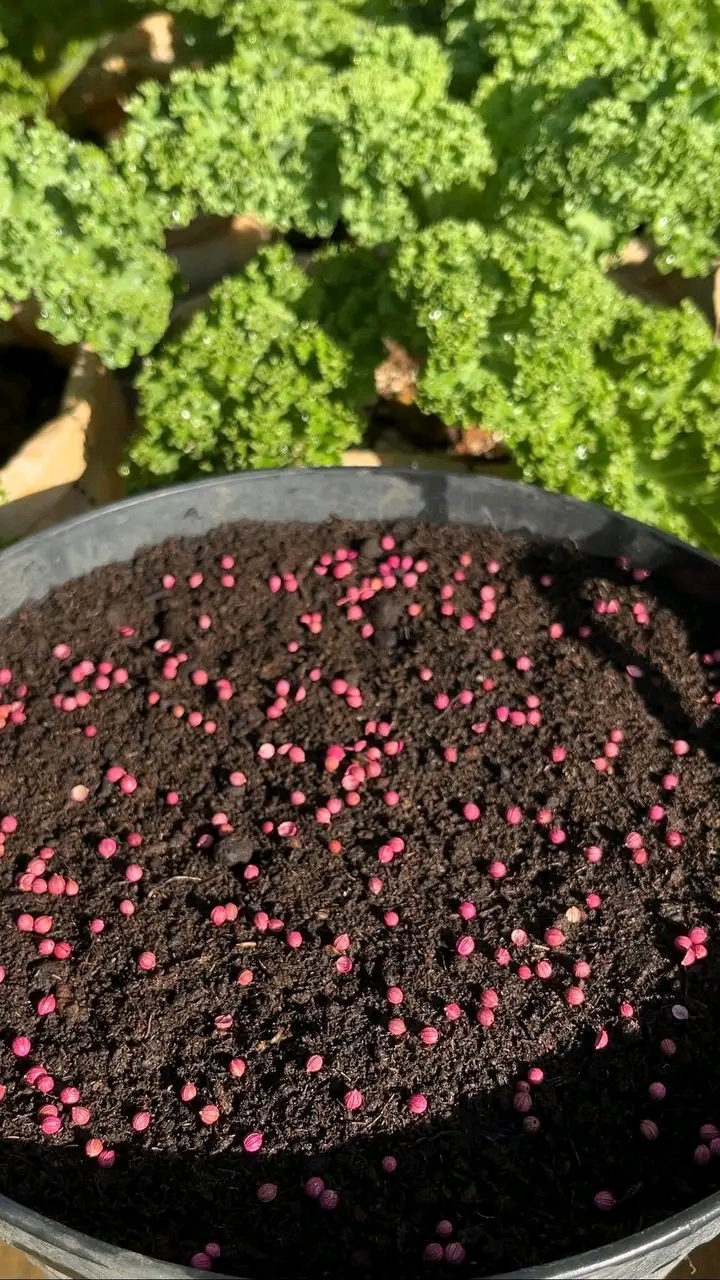 ধনিয়া বীজ / Coriander Seeds_img_4