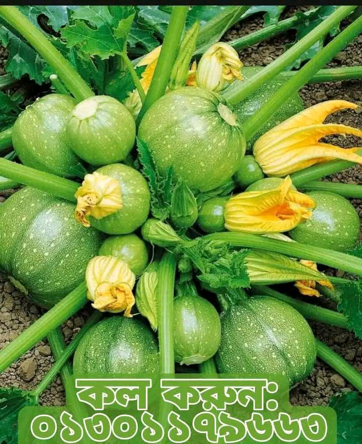 সবুজ গোল স্কোয়াশ।