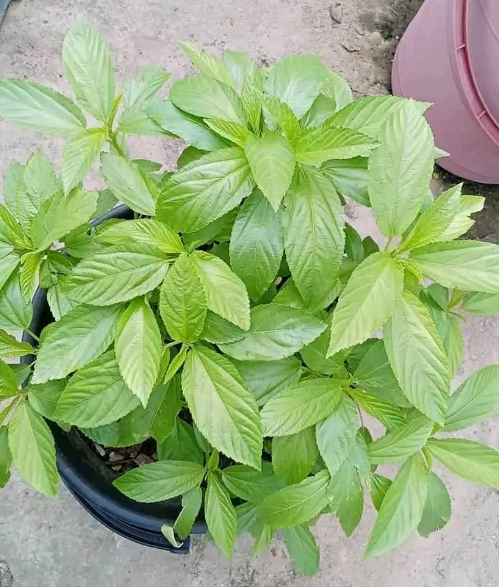 দেশি পাট শাক বীজ_img_0