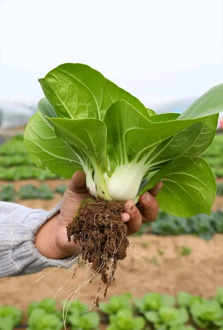 বাটি শাকের বীজ_img_0